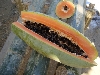 Die beste Papaya die wir je hatten!